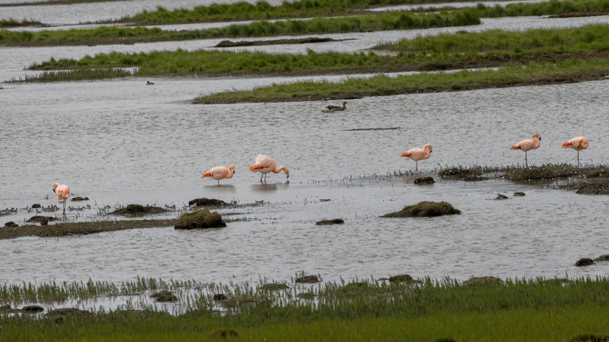 Şili Flamingosu - ML616775359