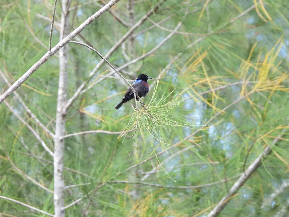 Purple-banded Sunbird - ML616775373