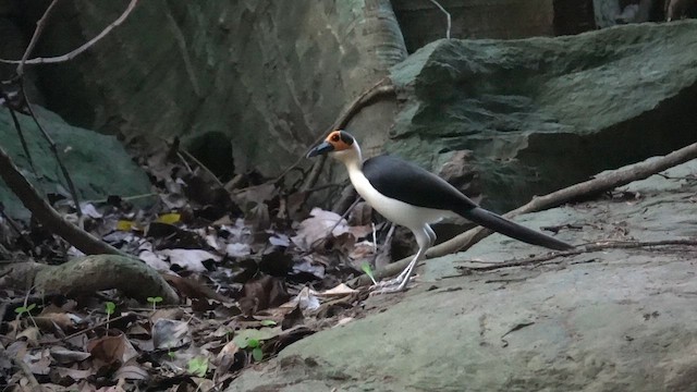 White-necked Rockfowl - ML616775387