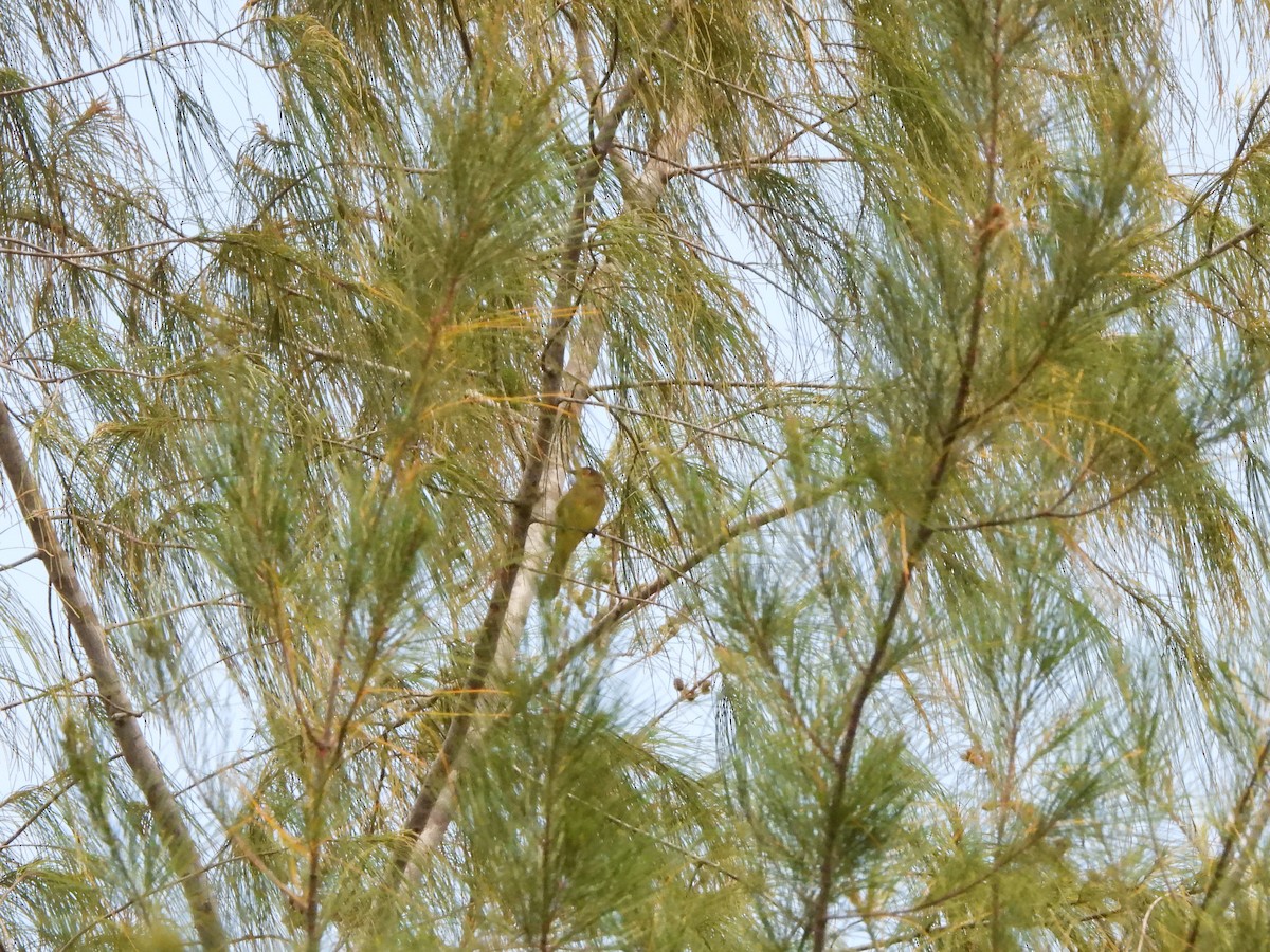 Sombre Greenbul - Bev Agler