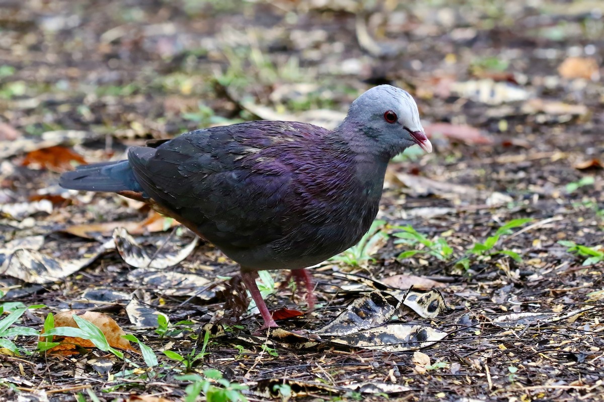 Gray-fronted Quail-Dove - Yury Shashenko