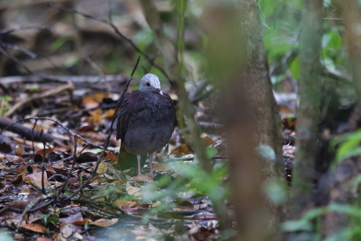 Gray-fronted Quail-Dove - Yury Shashenko