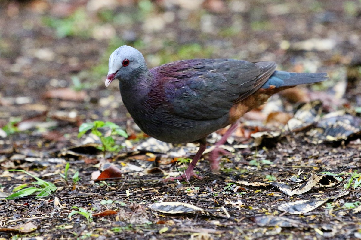 Gray-fronted Quail-Dove - Yury Shashenko