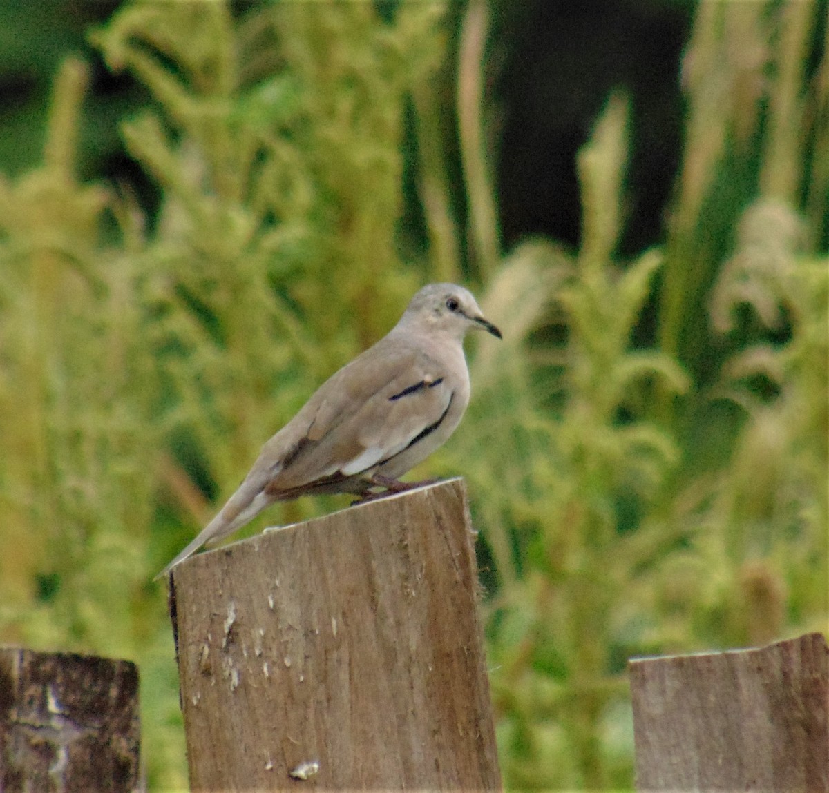 Picui Ground Dove - ML616775483