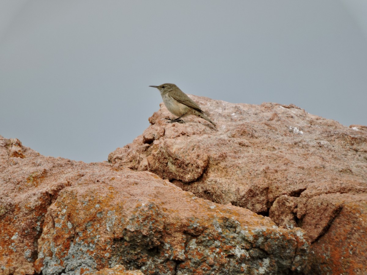 Rock Wren - ML616775485