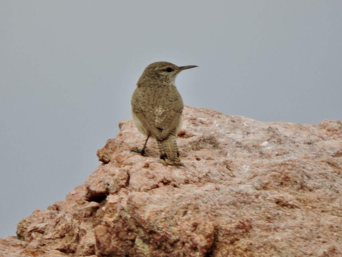 Rock Wren - ML616775489