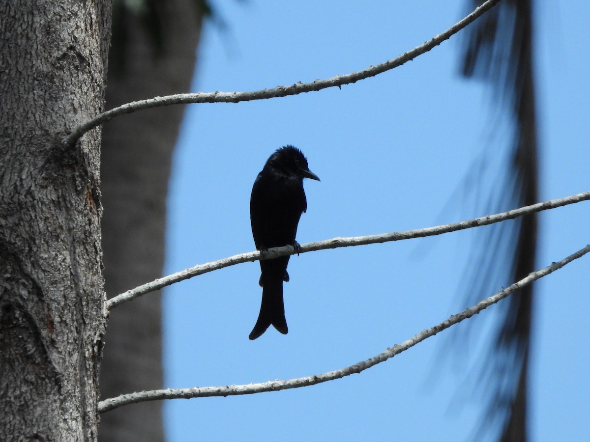 Fork-tailed Drongo - Bev Agler