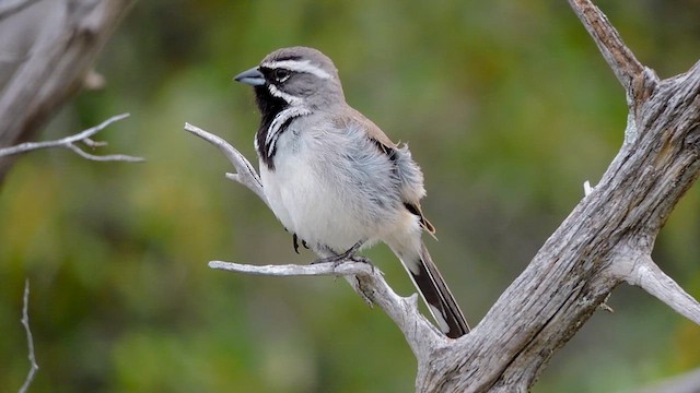 Black-throated Sparrow - ML616775514