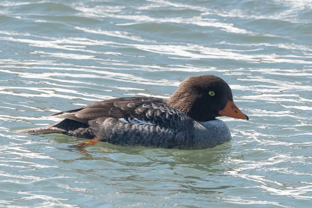 Barrow's Goldeneye - ML616775522