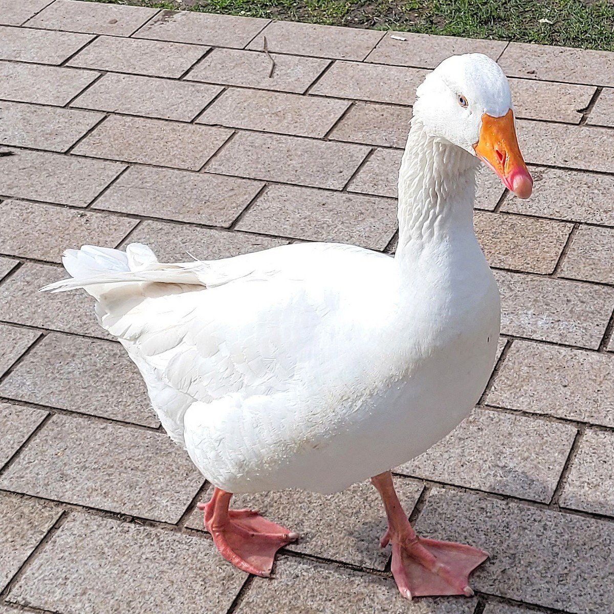 Graylag Goose (European) - Neve Hughes