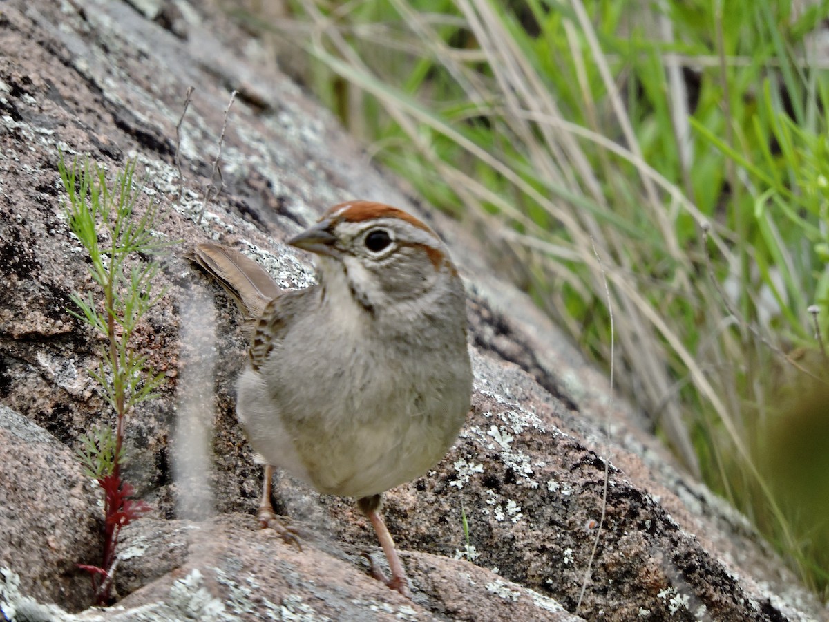 Rufous-crowned Sparrow - Daniel Casey