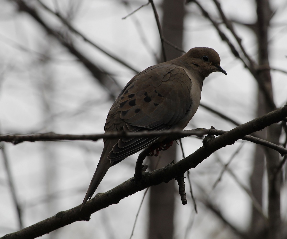 Mourning Dove - ML616775568