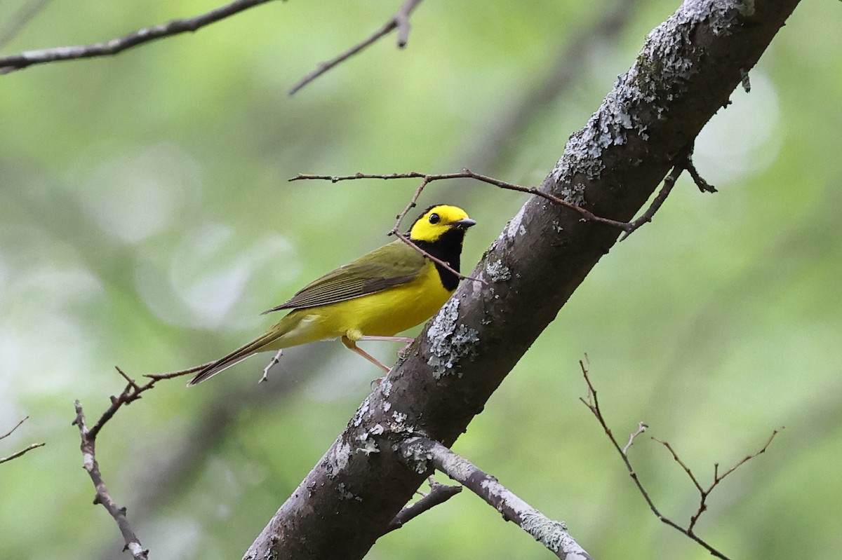 Hooded Warbler - ML616775570