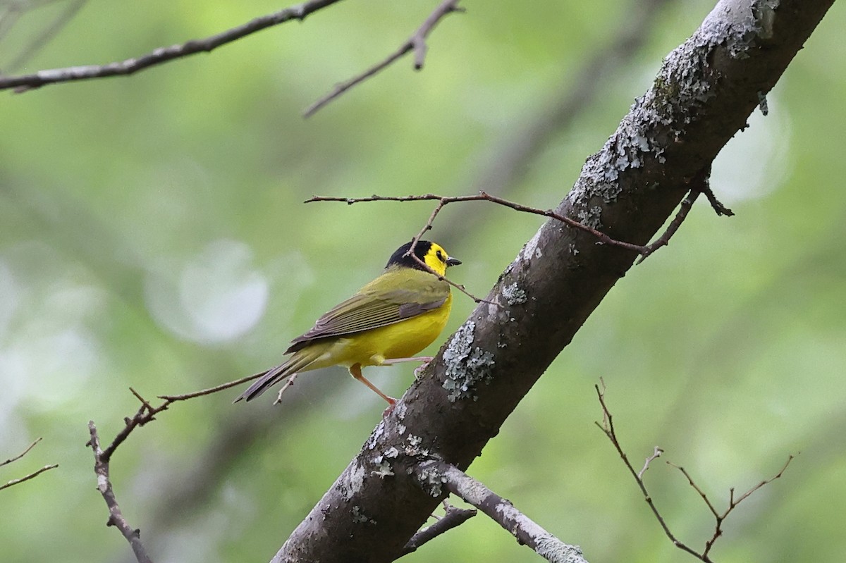 Hooded Warbler - ML616775571