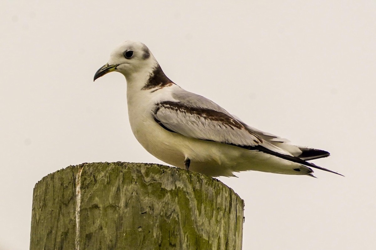 Mouette tridactyle - ML616775574