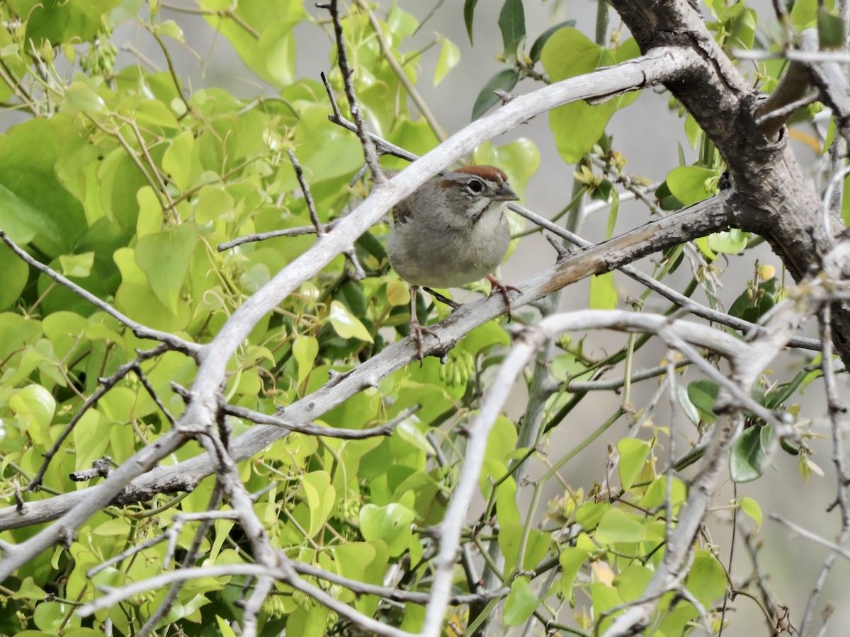 Rufous-crowned Sparrow - Daniel Casey