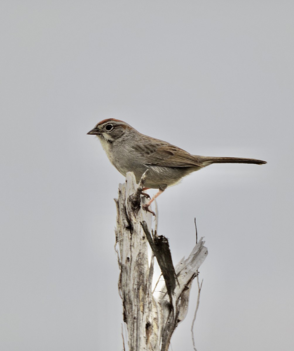 Rufous-crowned Sparrow - Daniel Casey