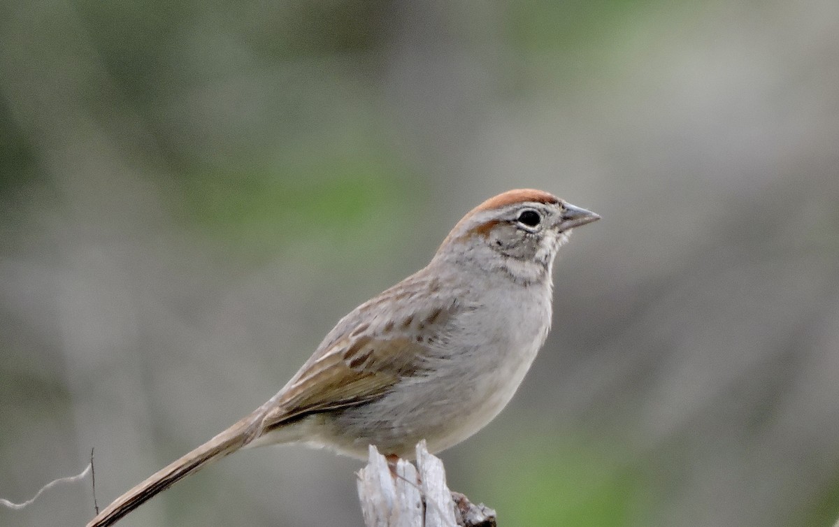 Rufous-crowned Sparrow - Daniel Casey