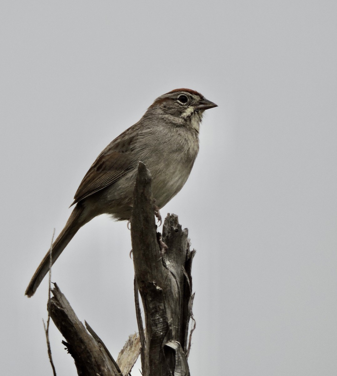 Rufous-crowned Sparrow - Daniel Casey