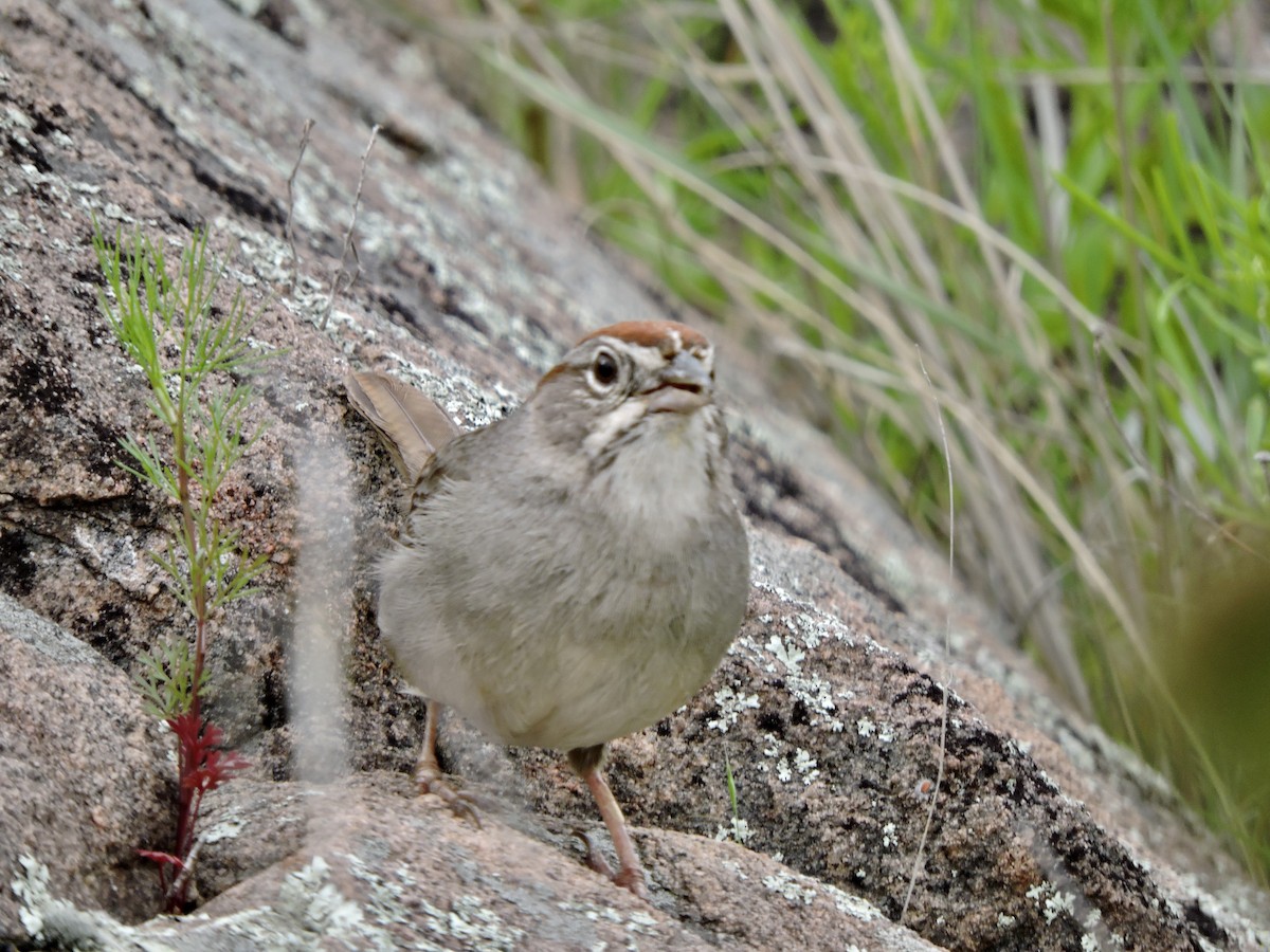 Rufous-crowned Sparrow - Daniel Casey