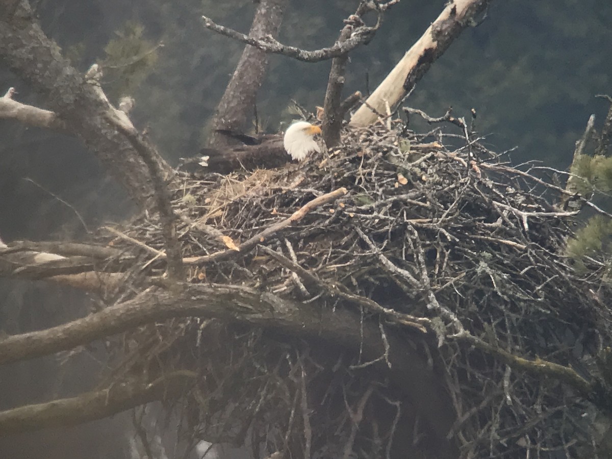 Bald Eagle - ML616775610