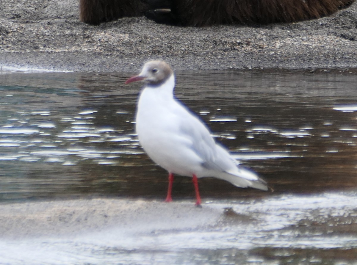 Mouette rieuse - ML616775631