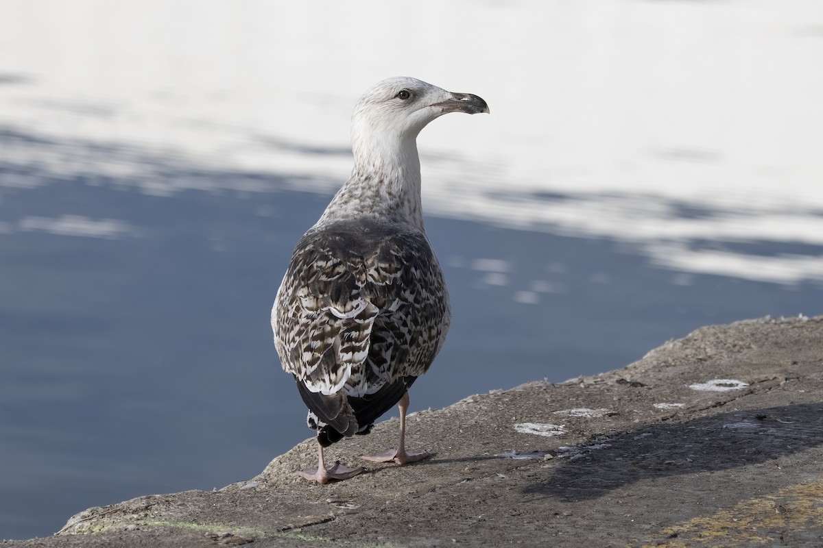 Great Black-backed Gull - Delfin Gonzalez