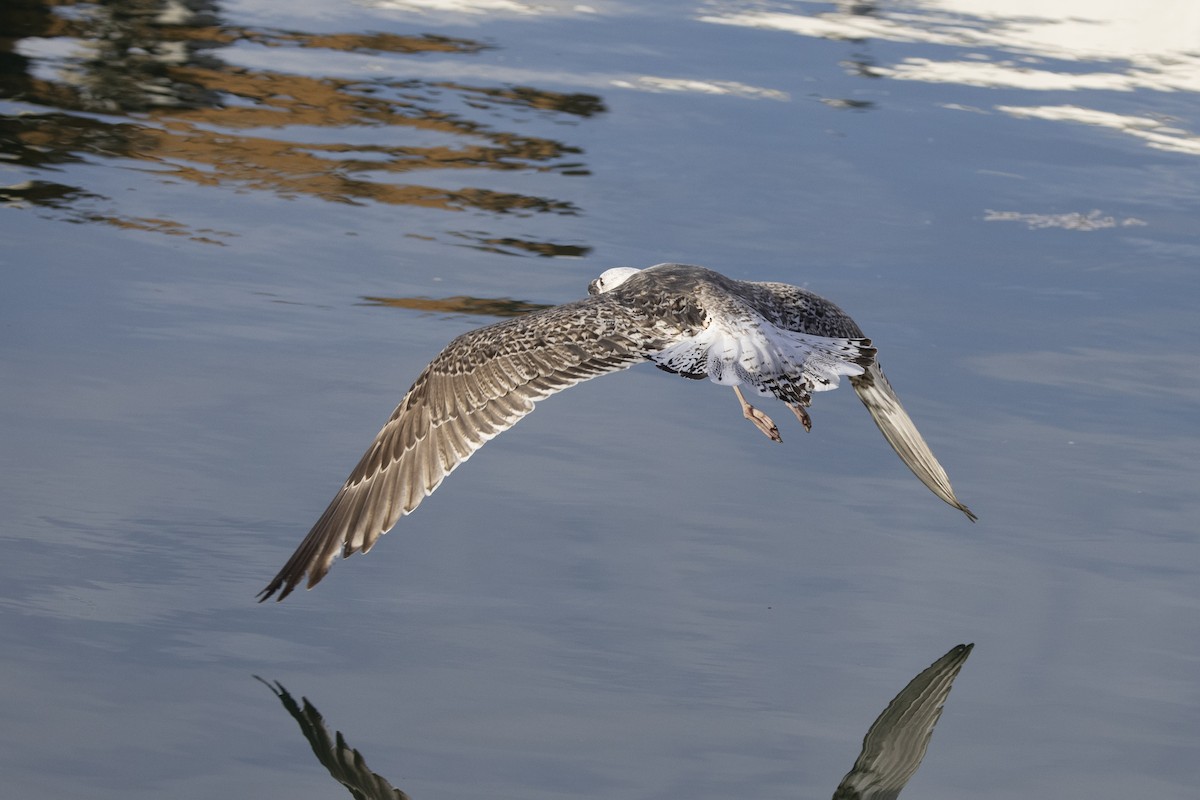 Great Black-backed Gull - Delfin Gonzalez