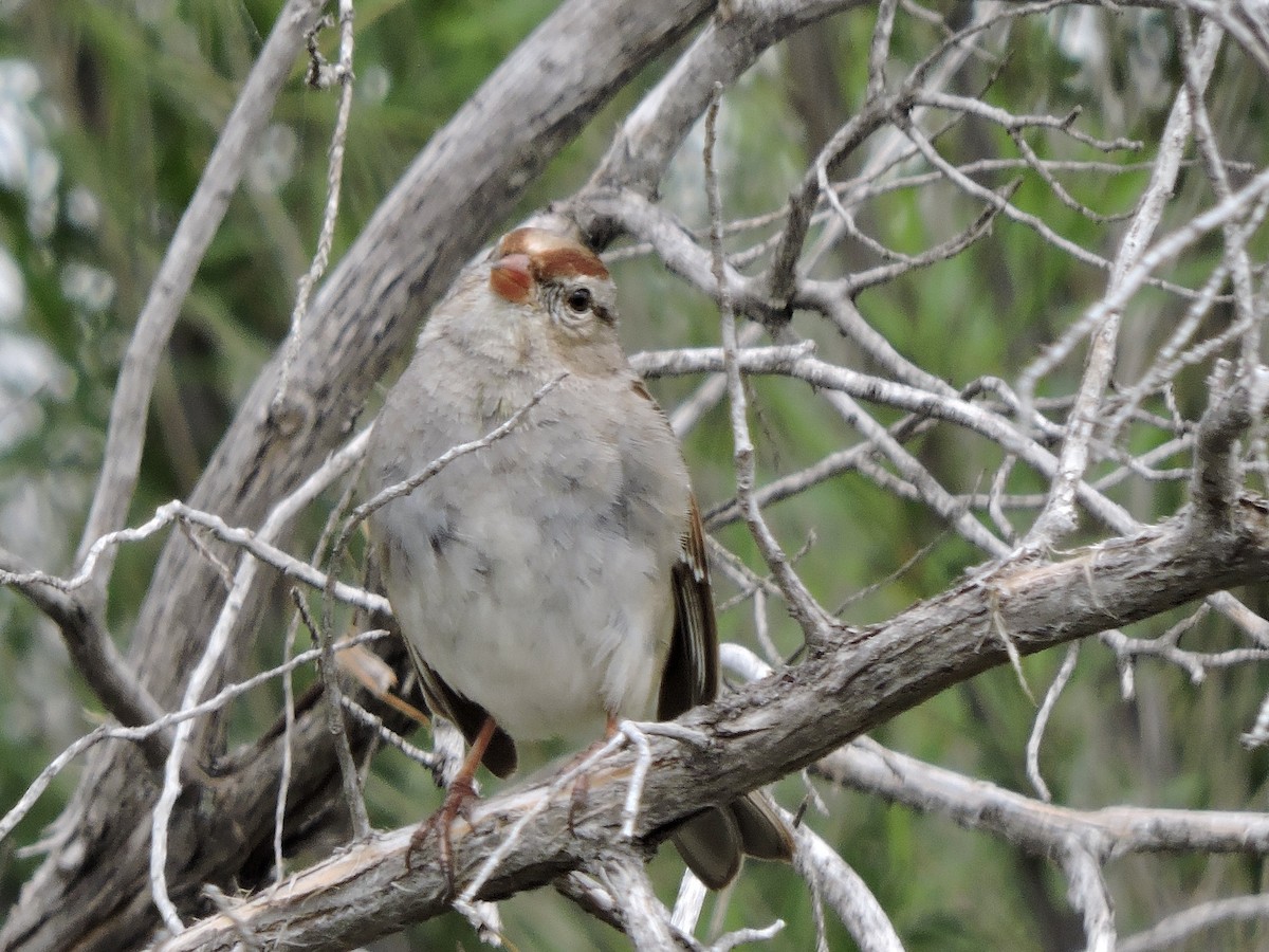 White-crowned Sparrow - Daniel Casey