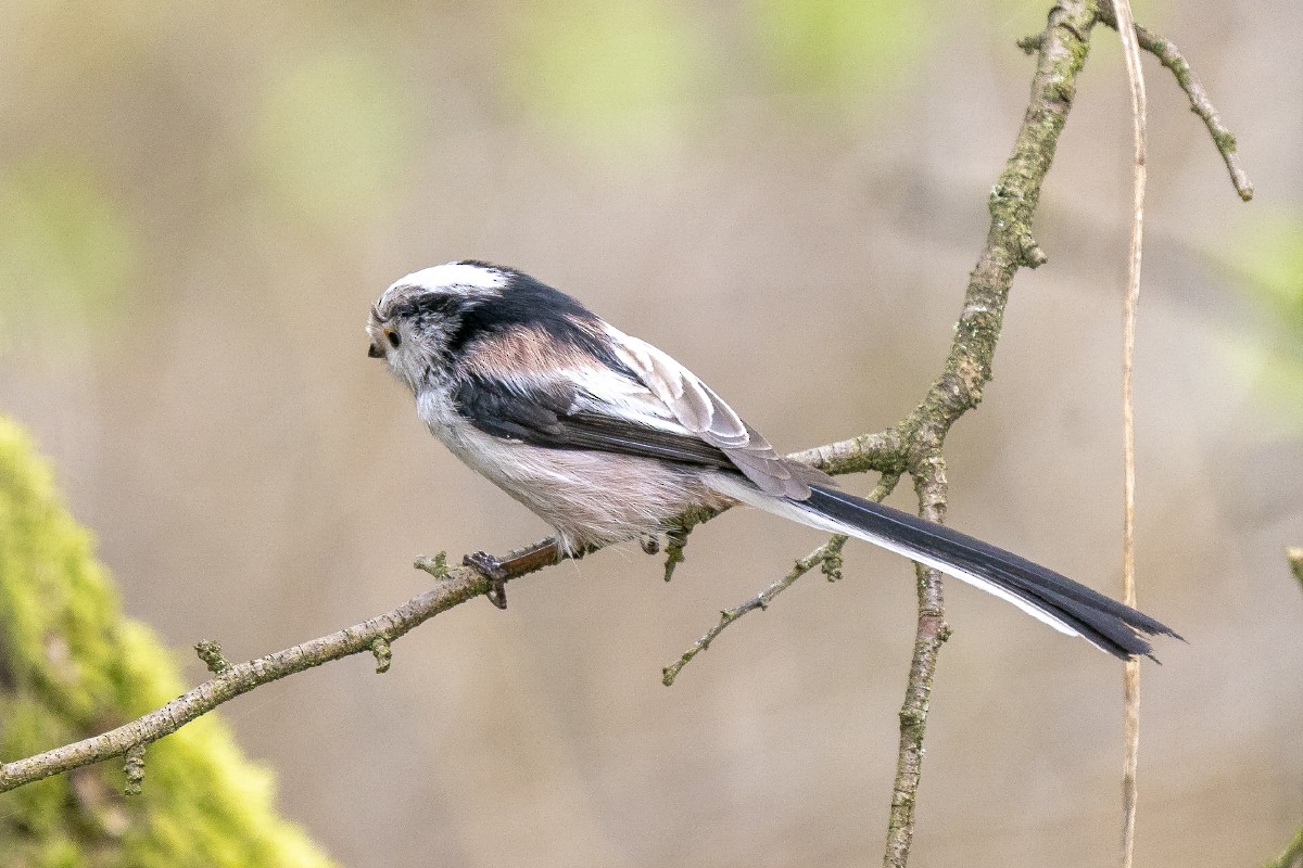 Long-tailed Tit (europaeus Group) - ML616775686