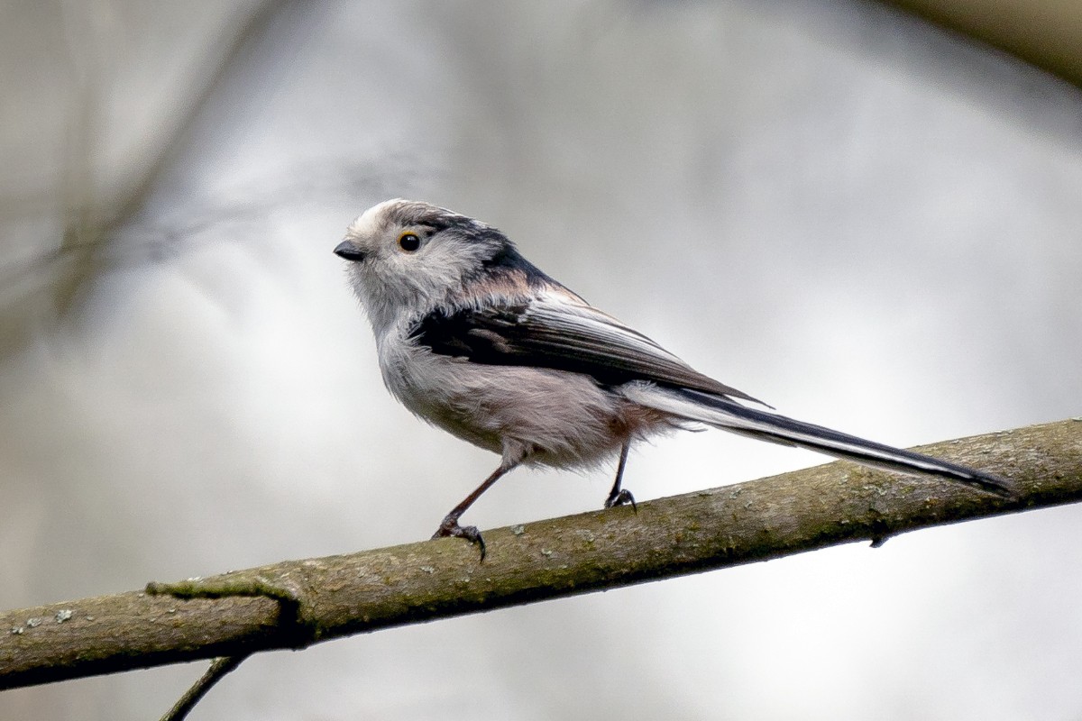 Long-tailed Tit (europaeus Group) - Slawomir Dabrowski