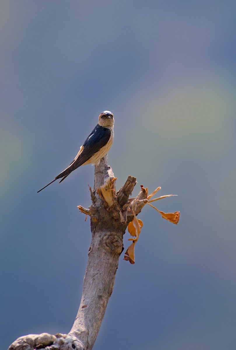 Red-rumped Swallow - ML616775710