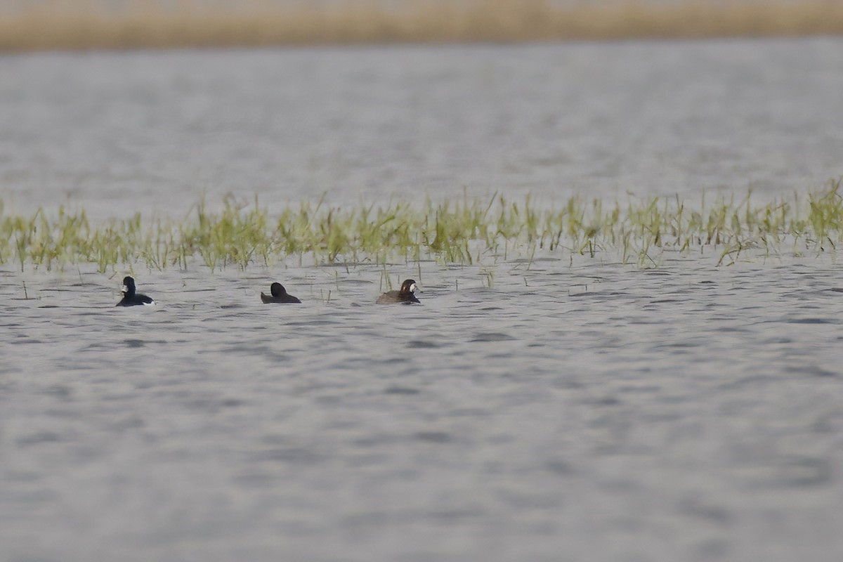 Greater Scaup - ML616775737
