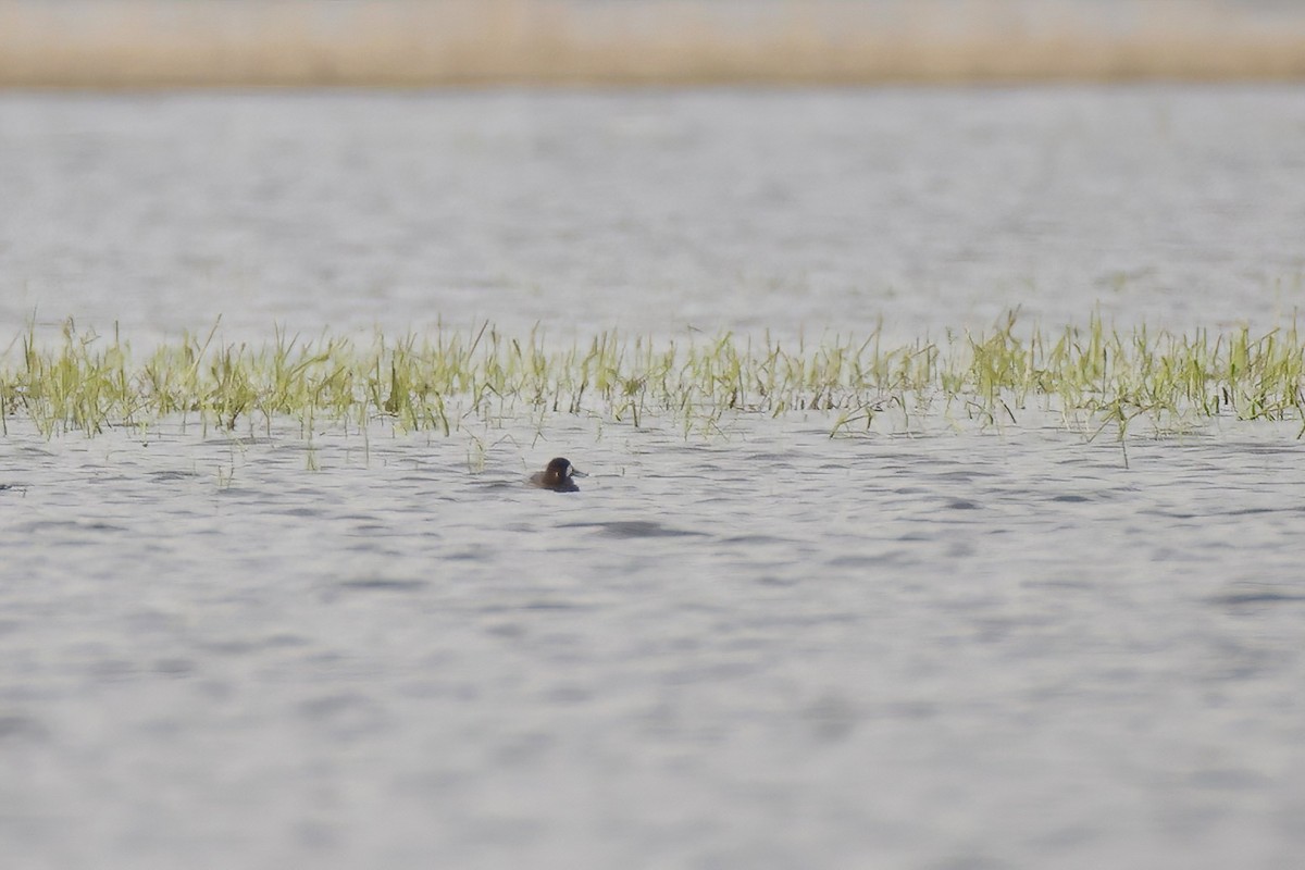 Greater Scaup - ML616775738