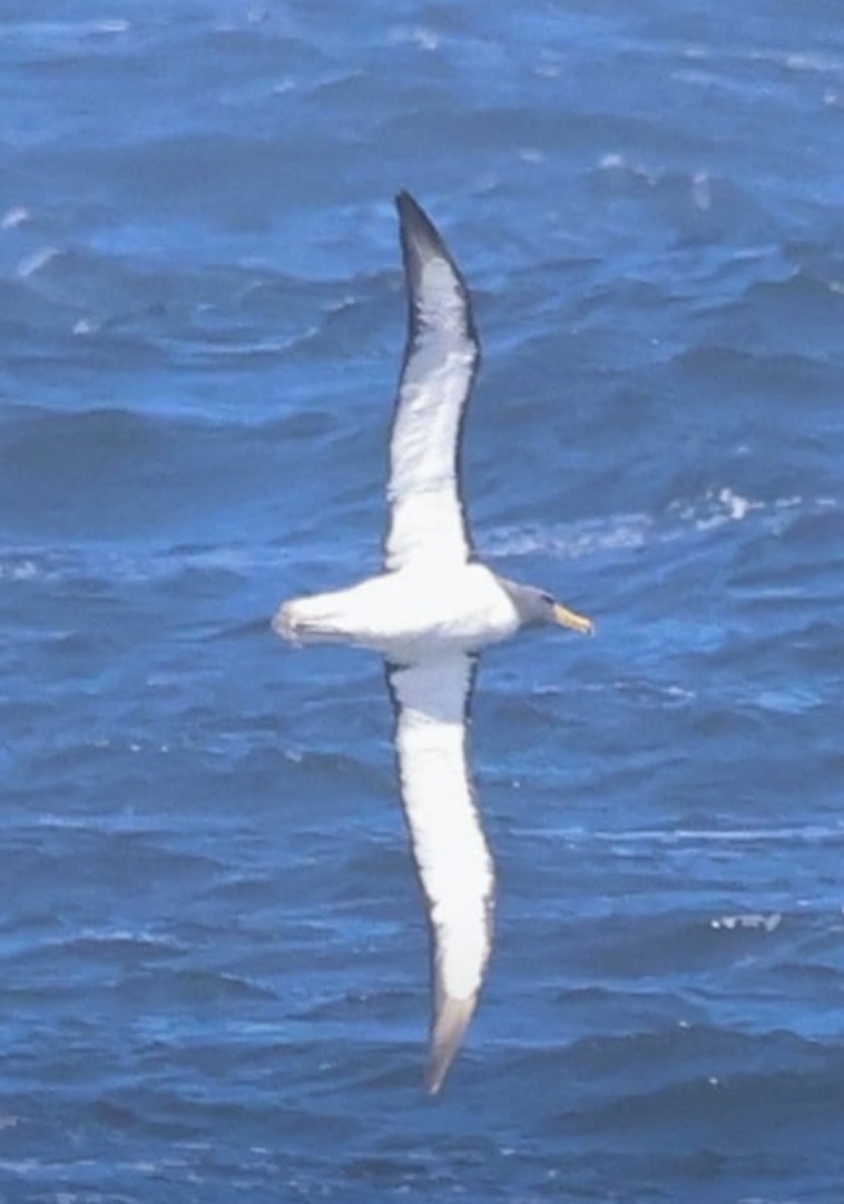 Albatros de las Chatham - ML616775746
