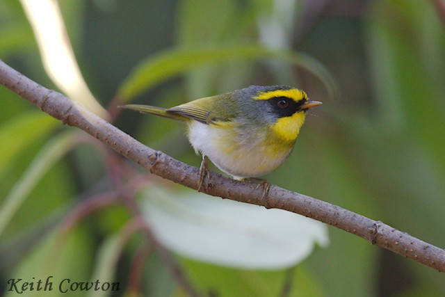 Black-faced Warbler - ML616775785