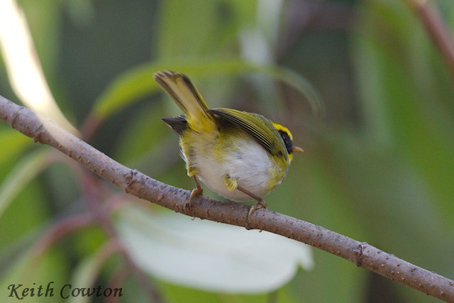Black-faced Warbler - ML616775786
