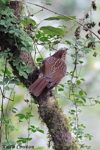 Striated Laughingthrush - ML616775814