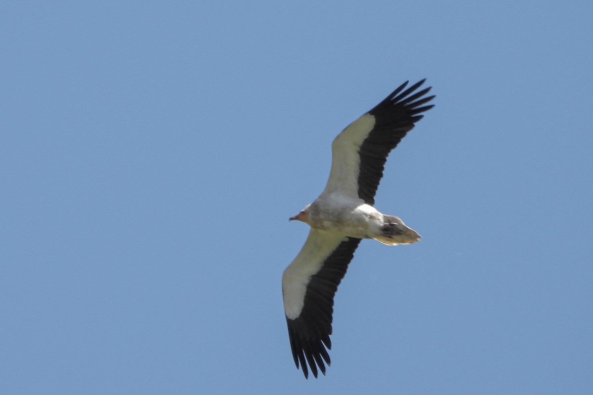 Egyptian Vulture - ML616775817