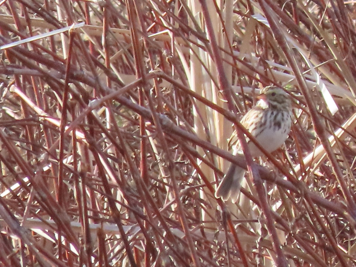 Savannah Sparrow - Dick Zerger