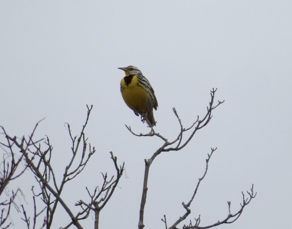 Eastern Meadowlark (Eastern) - ML616775898