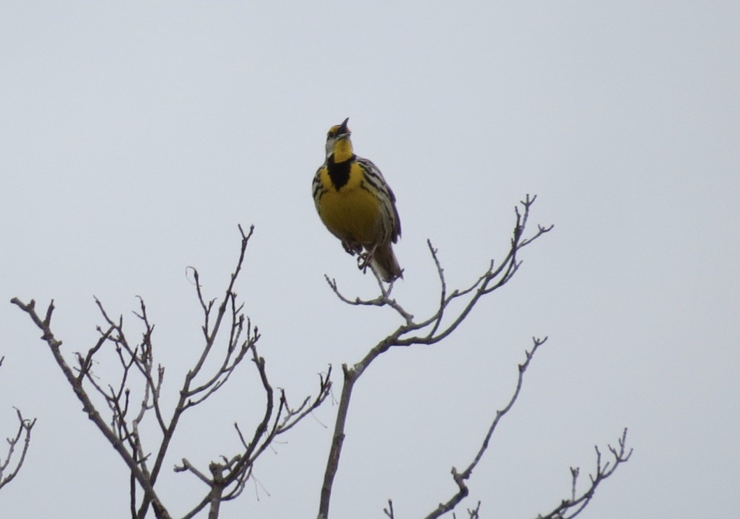 Eastern Meadowlark (Eastern) - ML616775901