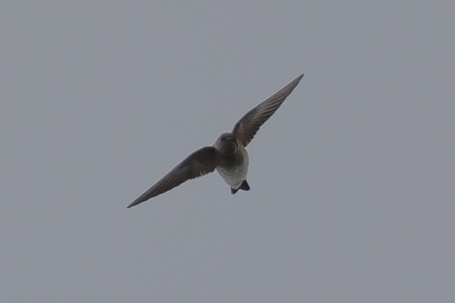Northern Rough-winged Swallow - ML616775912