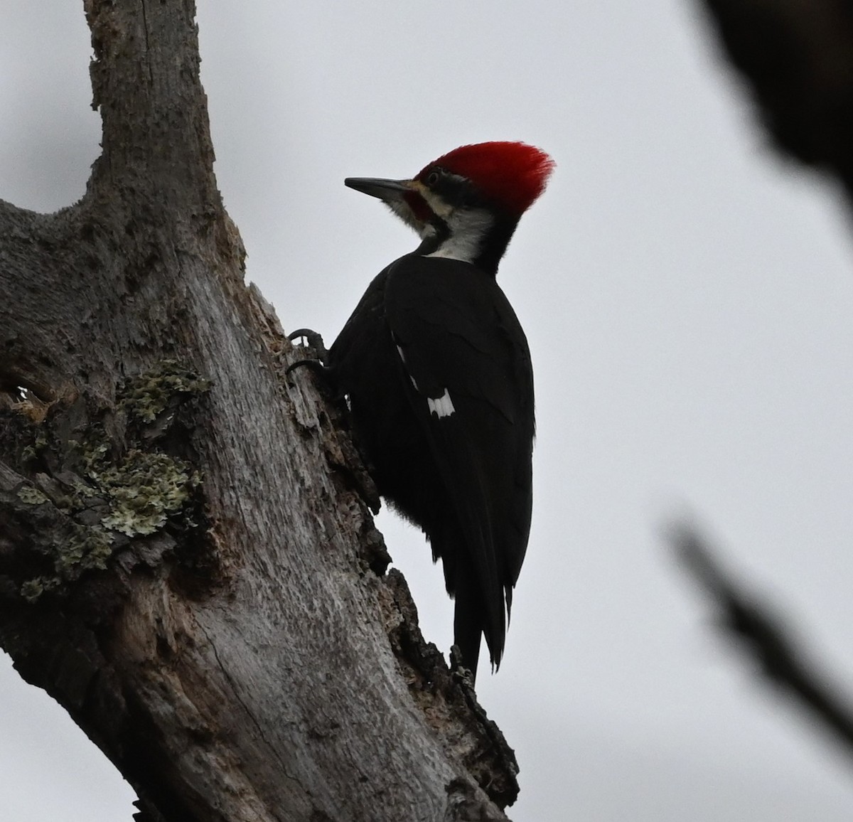 Pileated Woodpecker - Ann Stinely