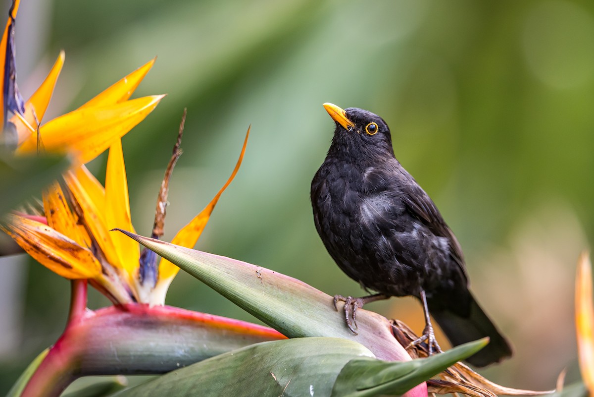 Eurasian Blackbird - Anonymous