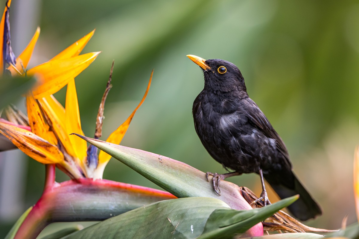 Eurasian Blackbird - Anonymous