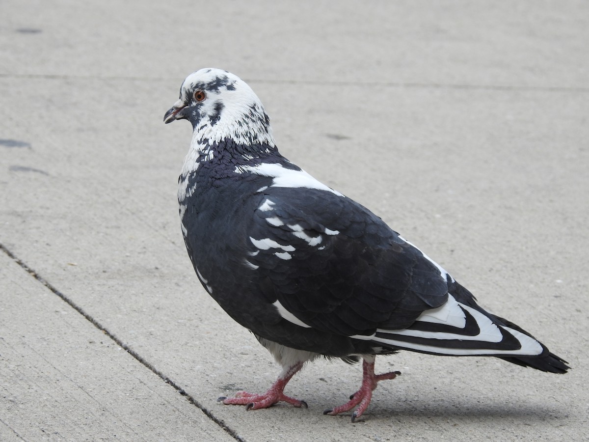 Rock Pigeon (Feral Pigeon) - ML616775964