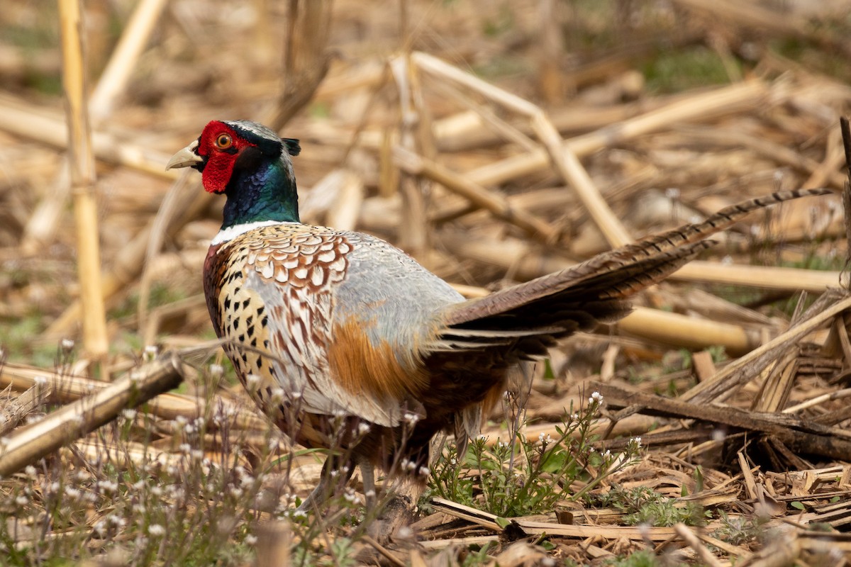 Ring-necked Pheasant - Will Krohn
