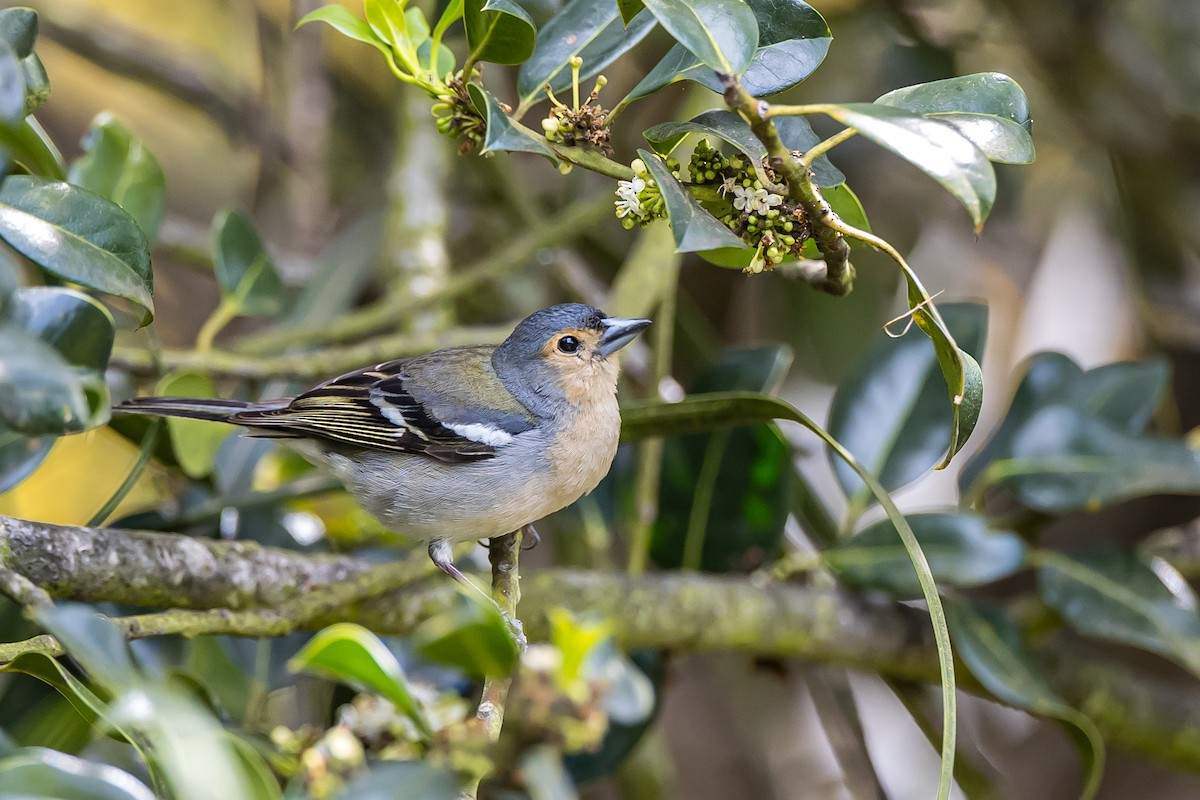 Madeira Chaffinch - Anonymous