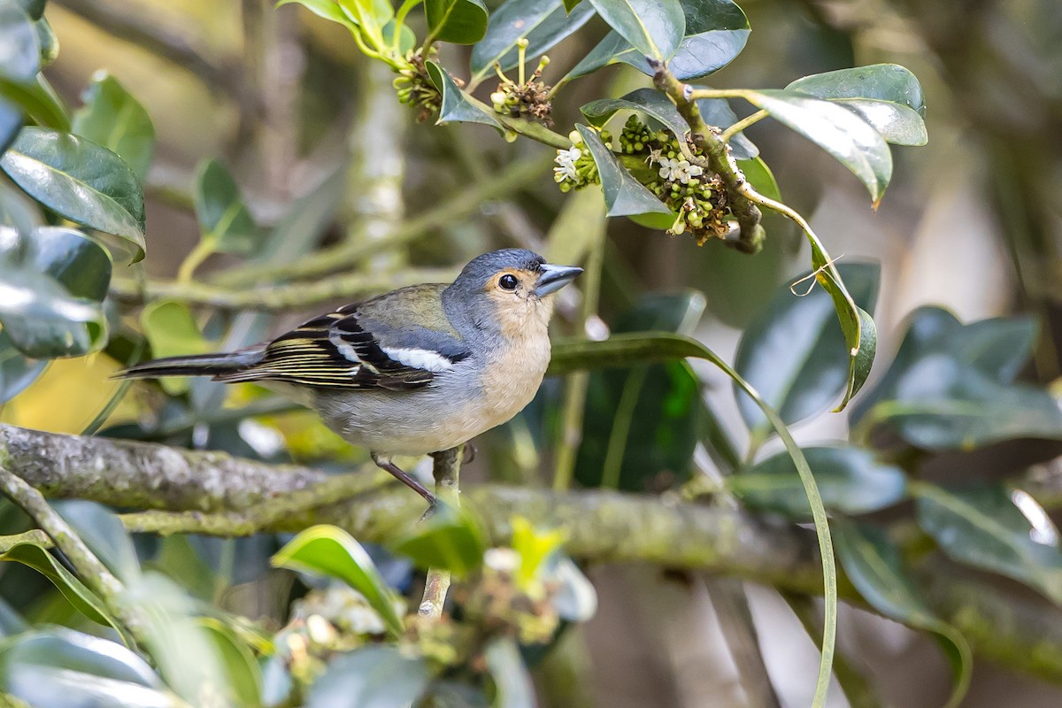 Madeira Chaffinch - ML616775996